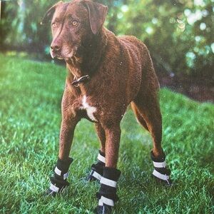Boots to protect your dogs feet